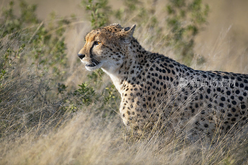 雌性印度猎豹(Acinonyx jubatus)